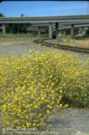 Mature yellow starthistle plants alongside a freeway