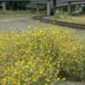 Invasion of mature yellowstar thistle plants along freeway in Marin County