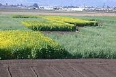 USDA photo: cover crops