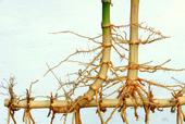 running bamboo   from bamboobotaticals online