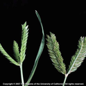 Threespike goosegrass (Eleusine tristachya) inflorescences. J.M. DiTomaso