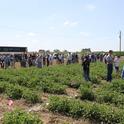 Weed Day 2011 tomato