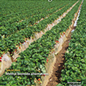 CalAg 67 3 cover