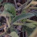 Photo 1 Mating adult bagrada bugs on shortpod mustard (Hirschfeldia incana)