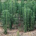 Marestail (Horseweed)
