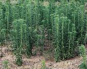 Marestail (Horseweed)