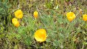 California Poppy, the state flower and a serious weed problem in crops in Chile