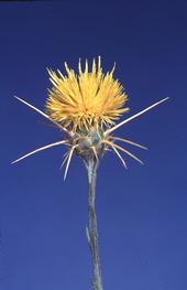 Centaurea solstitialis flower head