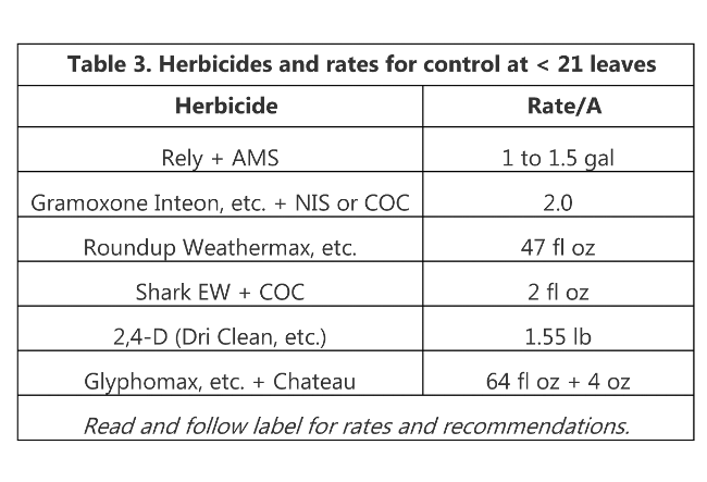 Table 3 Herbicides and rates for control at < 21 leaves