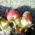 Damage to strawberry fruit by Chateau sprayed directly on top—don't do this! (Photo courtesy Oleg Daugovish, UCCE.)