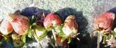 Damage to strawberry fruit by Chateau sprayed directly on top—don't do this!
(Photo courtesy Oleg Daugovish, UCCE.)