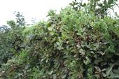 Photo 1: Blackberry hedgerow totally overgrown with field bindweed
