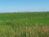 CA rice field 2012 Hanson UCD