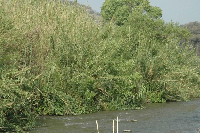 Arundo donax in the Santa Ana River
