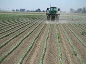 Herbicide application to cotton, one of the crops evaluated in the study of pesticide use on GE crops. Photo: S. Wright