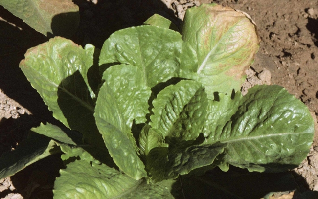 4 Foliar application of herbicide prometryne on romaine lettuce