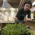 UC Davis weed scientist Lynn Sosnoskie prepares bindweed plants for herbicide research