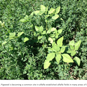 Figure 1. Pigweed in an established alfalfa field