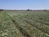 Bindweed field