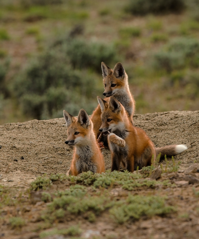 Red Fox pups photo taken by Clyde Elmore (UC Weed Science Specialist emeritus)