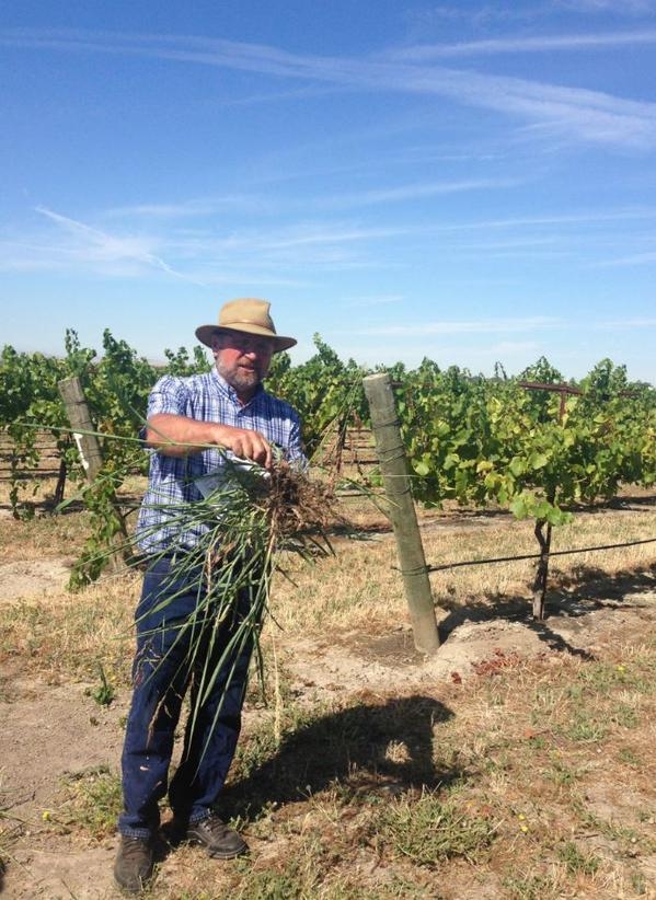 J Roncoroni vineyard field day June 2015 from Twitter