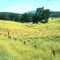 Yellow starthistle in Calaveras Co in 1998