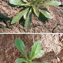 Photo 2. (Right) Seedlings of hairy fleabane (top) and, horseweed (bottom). (Photo: Shrestha et al. 2008).