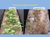 Weeds untreated and treated with 'Suppress' organic herbicide