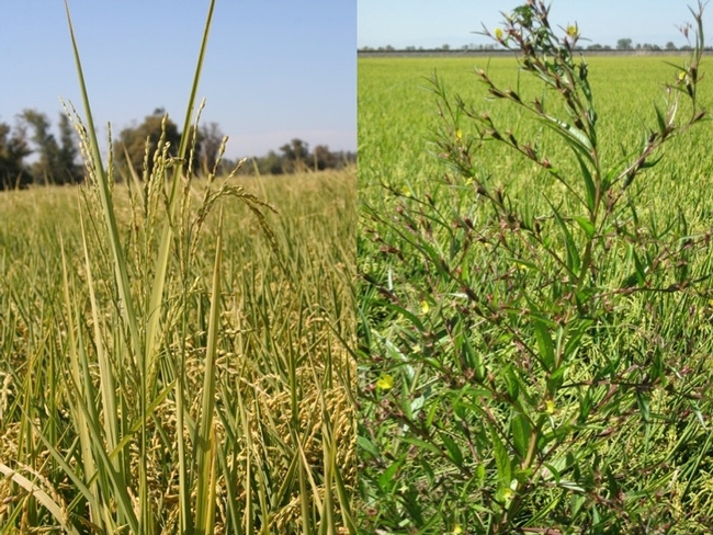 Weeds found in a rice field: Red rice (left) Winged primrose willow (right)