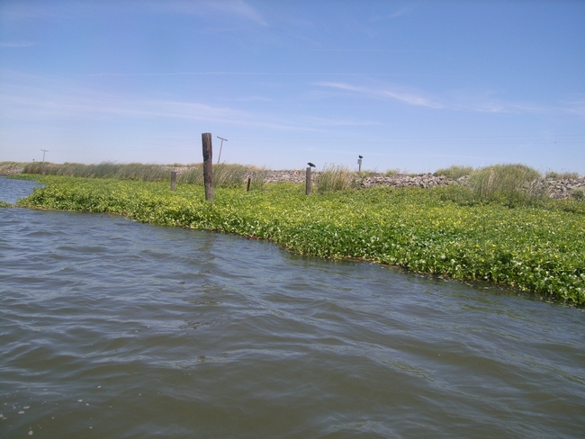 A mixed stand of water hyacinth and water primrose along a channel of the Delta.