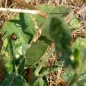 Fig 1. Adult and nymph bagrada bug on a still-green shortpod mustard plant after grasses have completely dried.