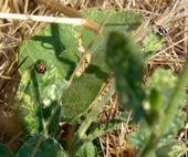 Fig 1. Adult and nymph bagrada bug on a still-green shortpod mustard plant after grasses have completely dried.