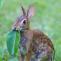 Rabbit eating milkweed