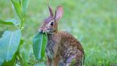 Rabbit eating milkweed