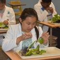 Girls tearing apart Invasive Water Hyacinth collected from the Delta looking for the Neochetina bruchi, a Biological Control Agent. Photo: 2016 G4G Bay Area Event Photos