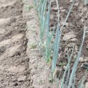 Photo 1. Cultivation of leeks--standard cultivation of seedline