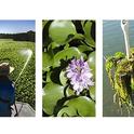 Delta-Water-Hyacinth-and-Egeria-Densa