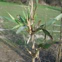 Arundo damaged by armored scale
