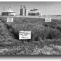 Early BUTTE® trials at the Rice Experiment Station, 2012