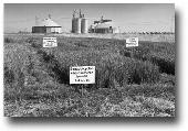 Early BUTTE® trials at the Rice Experiment Station, 2012