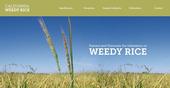 New website on California weedy rice information: www.caweedyrice.com