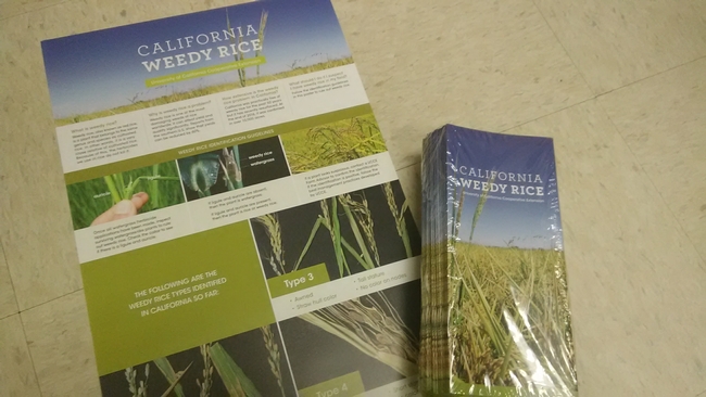 Poster and pamphlet for weedy rice identification in California
