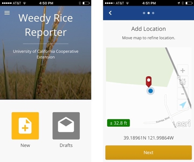 Weedy Rice Reporter App for California rice: available in GooglePlay and ITunes stores