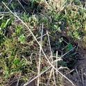 Dense cheatgrass seedlings in alfalfa/orchardgrass field
