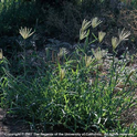 Picture1 Feather fingergrass plant (Photo J. M. DiTomaso)