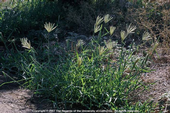 Picture1 Feather fingergrass plant (Photo J. M. DiTomaso)