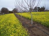 random walnut orchard   Hanson UCD