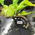 Figure 1. Example of a water hyacinth daughter plant growing from a stolon.