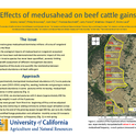 Effects of Medusahead on Beef Cattle Gains