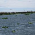 Figure 1. Water hyacinth mats floating in the Sacramento-San Joaquin Delta.